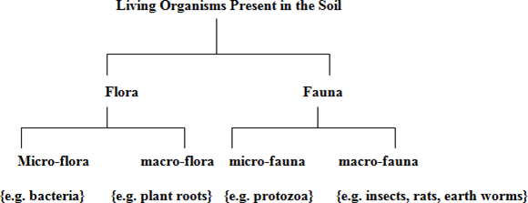 SOIL COMPONENTS - Mineral, Organic matter Living organisms, Water and Air