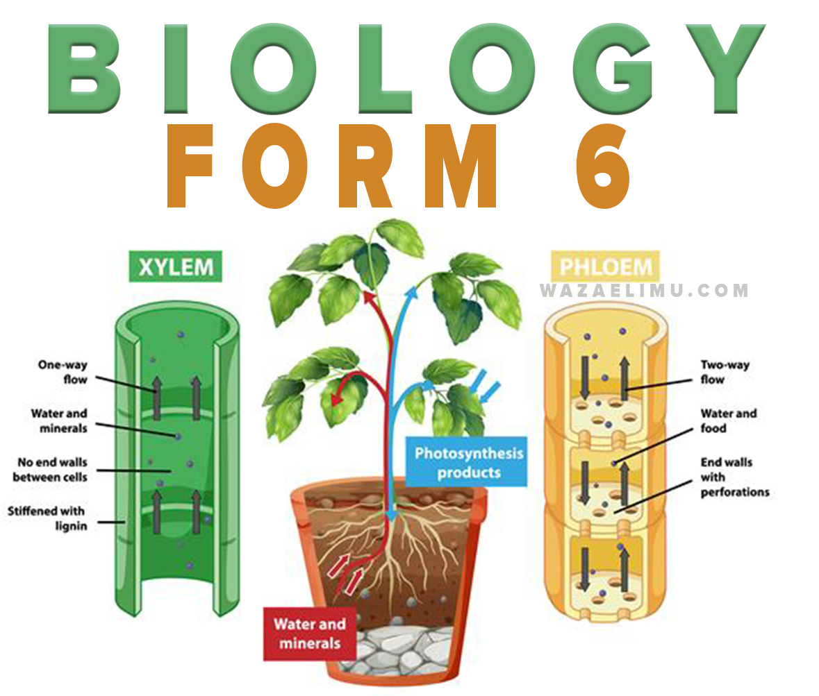 Guideline for Preparing Biology and Physics Practical at Secondary and Diploma - NECTA BIOLOGY ADVANCED LEVEL FULL NOTES (FORM 5 & 6) BIOLOGY NOTES ADVANCED LEVEL (FORM 6) - ALL TOPICS TOPIC 6: ECOLOGY | BIOLOGY FORM 6 TOPIC 5: EVOLUTION | BIOLOGY FORM 6 TOPIC 4: GENETICS | BIOLOGY FORM 6 TOPIC 3: REPRODUCTION | BIOLOGY FORM 6 TOPIC 2: GROWTH AND DEVELOPMENT | BIOLOGY FORM 6 TOPIC 1: TRANSPORTATION | BIOLOGY FORM 6