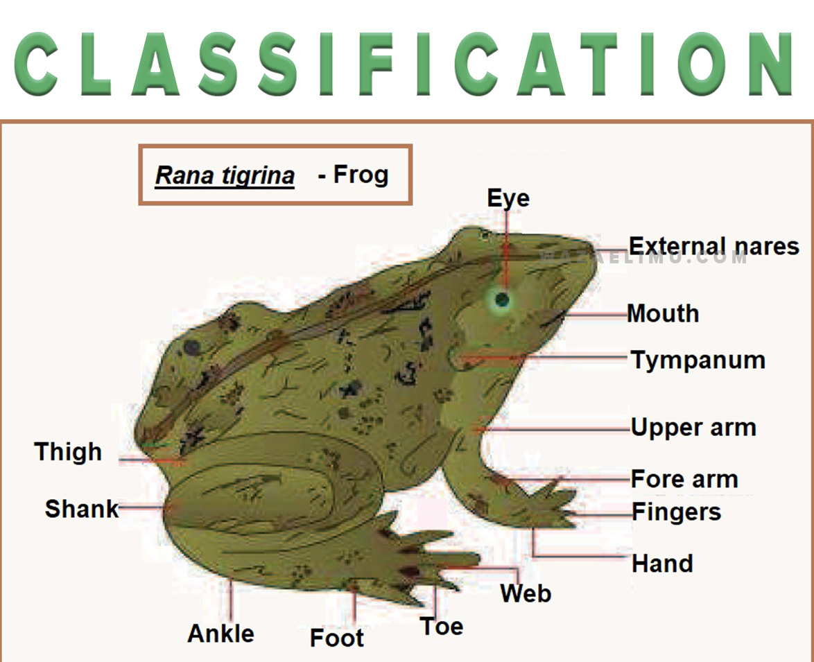 BIOLOGY PRACTICAL: CLASSIFICATION AND FOOD TEST
